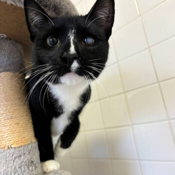 Rescue Domestic Short Hair Cats for Adoption in Port Washington, New York - Helix | PetCurious