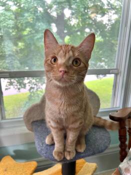 Rescue Domestic Short Hair Cats for Adoption in Stoughton, Wisconsin - Goldfish | PetCurious