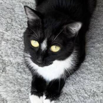 Domestic Short Hair Cats Available for Adoption in Spokane, Washington - Zerena | PetCurious