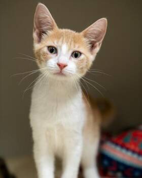 Cordelia -  Domestic Short Hair Cat for Adoption in Pequot Lakes, Minnesota - Cordelia | PetCurious