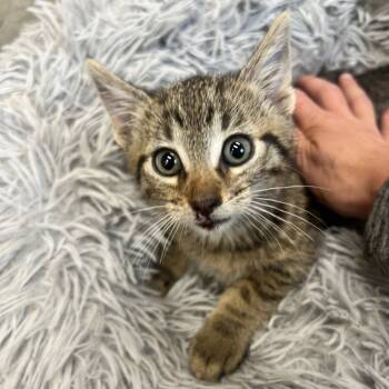 Rescue Domestic Short Hair Cats for Adoption in Rochester, Minnesota - Zoey | PetCurious