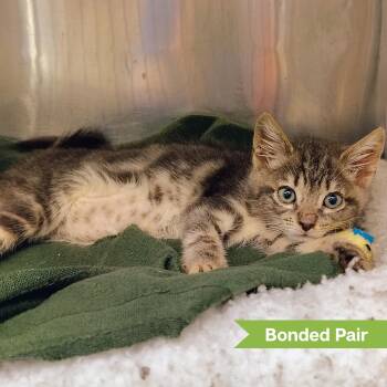 Band Camp ( Bonded with Summer Camp) -  Domestic Short Hair Cat for Adoption in Reisterstown, Maryland - Band Camp ( Bonded With Summer Camp) | PetCurious