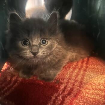 Mia -  Domestic Long Hair Cat for Adoption in Rocky Mount, Virginia - Mia | PetCurious