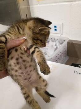 Willow Tree -  Domestic Short Hair Cat for Adoption in Atlanta, Georgia - Willow Tree | PetCurious