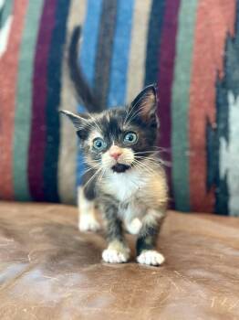 Kate -  Domestic Short Hair Cat for Adoption in Suffolk, Virginia - Kate | PetCurious