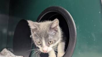 Rescue American Shorthair Cats for Adoption in El Paso, Texas - Jupiter | PetCurious