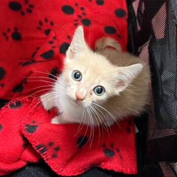 Habanera -  Domestic Short Hair Cat for Adoption in Edinburg, Texas - Habanera | PetCurious