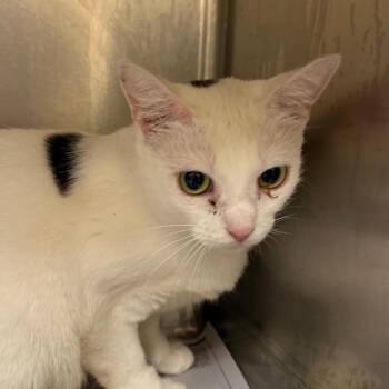 Tega -  Domestic Short Hair Cat for Adoption in Winston-salem, North Carolina - Tega | PetCurious