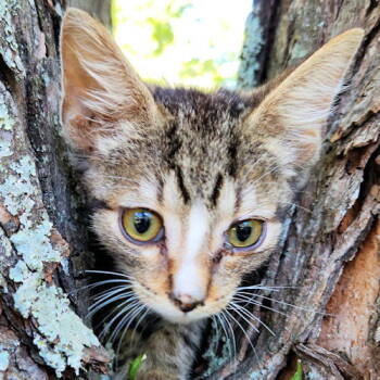 Rescue Tabby Cats for Adoption in Rutherfordton, North Carolina - Milo | PetCurious