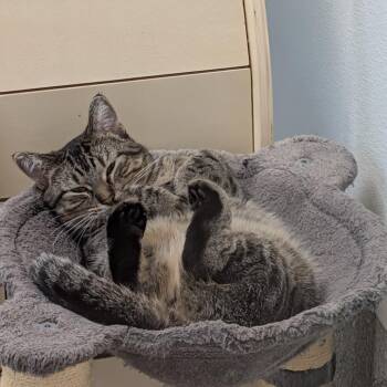 Gemelli -  Domestic Short Hair Cat for Adoption in Detroit Lakes, Minnesota - Gemelli | PetCurious