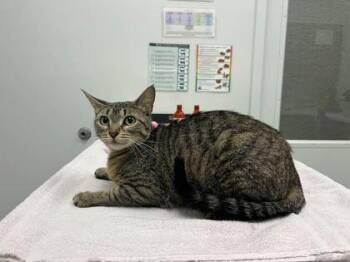 Another Recipe Momma Found Online -  Domestic Short Hair Cat for Adoption in Kansas City, Missouri - Another Recipe Momma Found Online | PetCurious