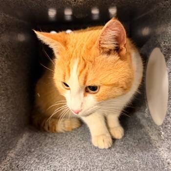 Domestic Short Hair Cats Available for Adoption - Donnie | PetCurious