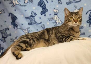 Domestic Short Hair Cats Available for Adoption in Benld, Illinois - Clem | PetCurious