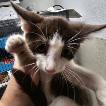 Ranch -  Domestic Short Hair Cat for Adoption in Columbus, North Carolina - Ranch | PetCurious