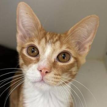 Waylon -  Domestic Short Hair Cat for Adoption in Tempe, Arizona - Waylon | PetCurious