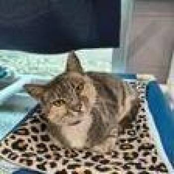 Bunny -  Domestic Short Hair Cat for Adoption in Knoxville, Tennessee - Bunny | PetCurious