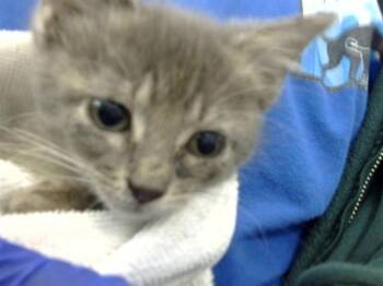 Rescue Domestic Short Hair Cats for Adoption in Dallas, Texas - MAGGIE | PetCurious