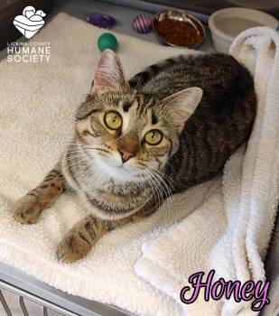 Domestic Short Hair Cats Available for Adoption - Honey | PetCurious