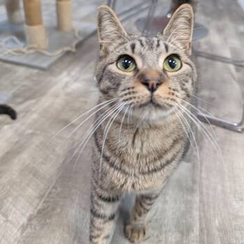 Rescue Tabby Cats for Adoption in Tallahassee, Florida - Squirt @ Fat Cat Cafe | PetCurious
