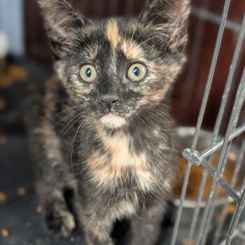 Saffron -  Domestic Short Hair Cat for Adoption in Cape Girardeau, Missouri - Saffron | PetCurious