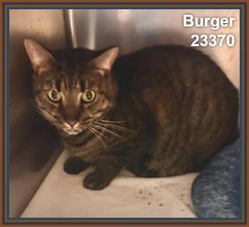BURGER -  Domestic Short Hair and Tabby Cat for Adoption in Marietta, Georgia - BURGER | PetCurious