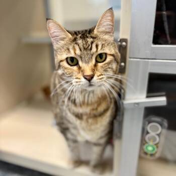 Patty -  Domestic Short Hair Cat for Adoption in Great Falls, Montana - Patty | PetCurious
