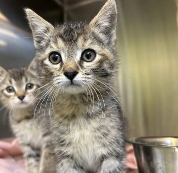 Rescue Domestic Short Hair Cats for Adoption in Sioux City, Iowa - Pickle | PetCurious