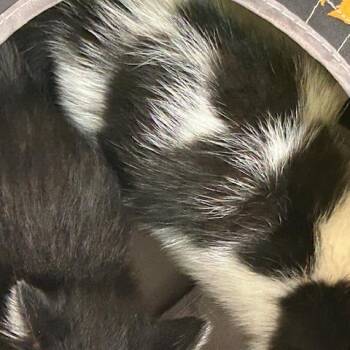 Domestic Medium Hair Cats Available for Adoption in League City, Texas - Aggie | PetCurious