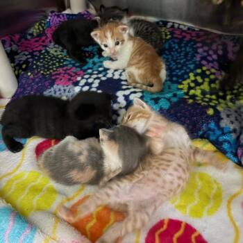 Domestic Short Hair Cats Available for Adoption in Kyle, Texas - POKER FACE | PetCurious