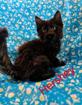 Hershey -  Domestic Medium Hair Cat Available for Adoption in Johnson City, Tennessee - Hershey | PetCurious