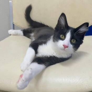 Leo -  Domestic Short Hair Cat for Adoption in Los Angeles, California - Leo | PetCurious