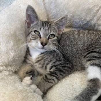 Ray -  Domestic Short Hair Cat for Adoption in Stafford, Virginia - Ray | PetCurious