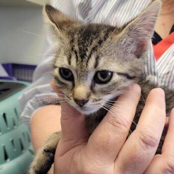 SASAFRASS -  Domestic Short Hair Cat for Adoption in San Antonio, Texas - SASAFRASS | PetCurious