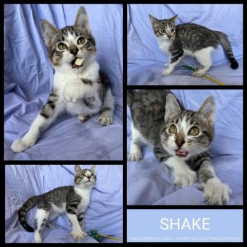 Shake -  Domestic Short Hair Cat for Adoption in Corpus Christi, Texas - Shake | PetCurious