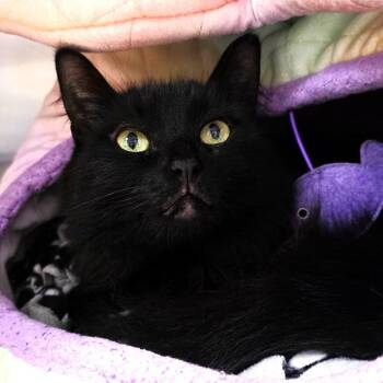 Tawny -  Domestic Long Hair Cat for Adoption in Michigan City, Indiana - Tawny | PetCurious