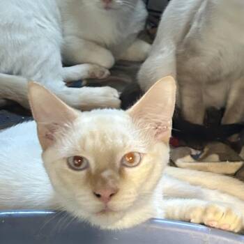 Rescue Siamese Cats for Adoption in Bridgeton, North Carolina - Calypso | PetCurious