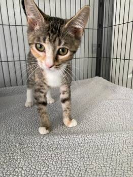 Lacey -  Domestic Short Hair Cat for Adoption in Cumming, Georgia - Lacey | PetCurious