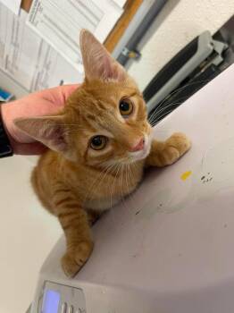 Silly -  Domestic Short Hair Cat for Adoption in Bolivar, Missouri - Silly | PetCurious