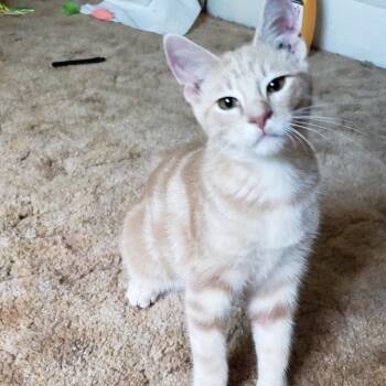 Domestic Short Hair Cats Available for Adoption - Travis Kelce | PetCurious