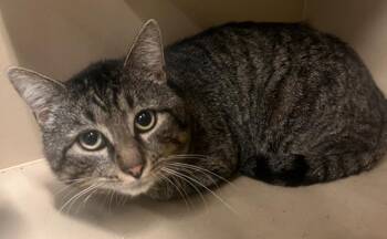 Domestic Short Hair Cats Available for Adoption - Riley | PetCurious