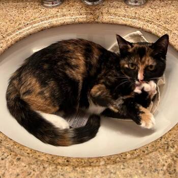 Lola -  Domestic Short Hair and Calico Cat for Adoption in Arlington, Virginia - Lola | PetCurious