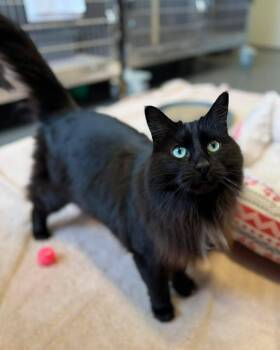 Domestic Long Hair Cats Available for Adoption in Georgina, Ontario - Azzy | PetCurious