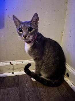 Becca -  Domestic Short Hair Cat for Adoption in Salisbury, North Carolina - Becca | PetCurious