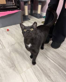 Domestic Short Hair Cats Available for Adoption - Peanut  | PetCurious