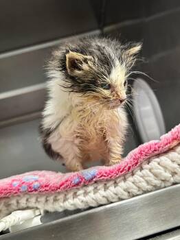 Bo Peep -  American Shorthair Cat for Adoption in Plymouth, Connecticut - Bo Peep | PetCurious