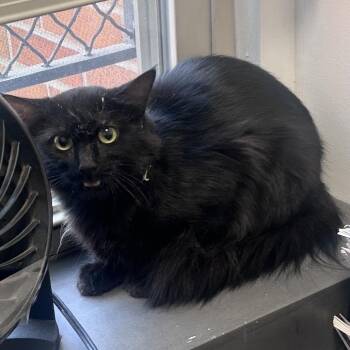 Toothless -  Domestic Short Hair Cat Available for Adoption in Philadelphia, Pennsylvania - Toothless | PetCurious