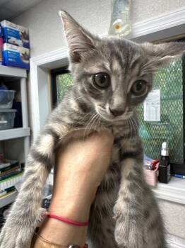 Rescue Domestic Short Hair Cats for Adoption in Pomona, New York - Tina Tuna | PetCurious