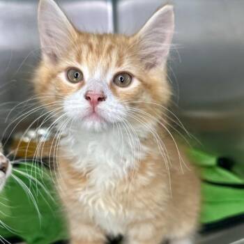 Bert -  Domestic Medium Hair Cat for Adoption in Matteson, Illinois - Bert | PetCurious