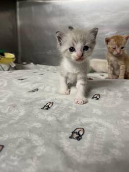 Almond -  Domestic Short Hair Cat for Adoption in Gaithersburg, Maryland - Almond | PetCurious