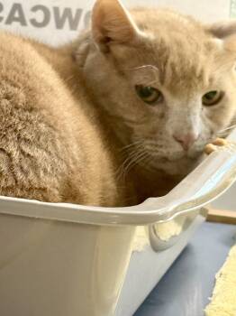 Miss Mel -  American Shorthair Cat for Adoption in Yonkers, New York - Miss Mel | PetCurious